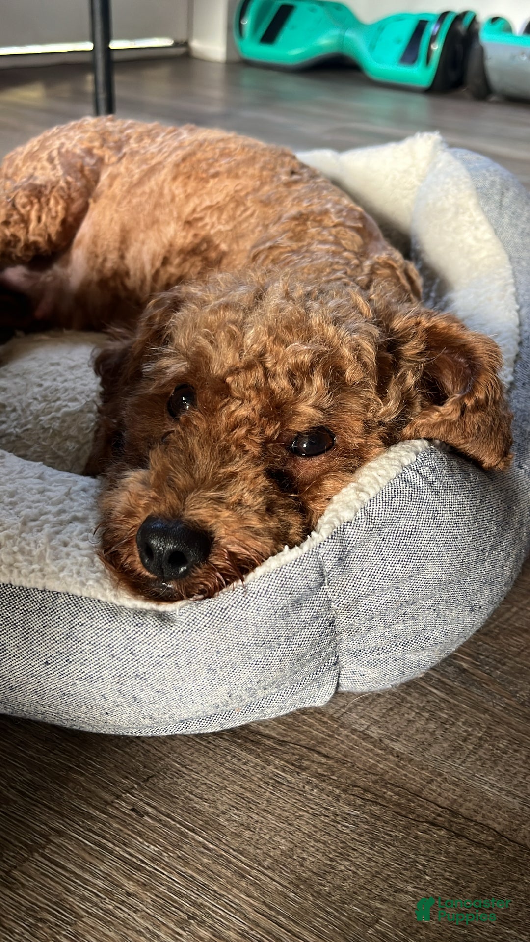 Toy Poodle dogs for sale: Charles  - Ad 8