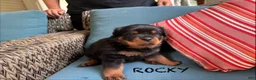 Rottweiler dogs for sale: Rocky - Ad 4