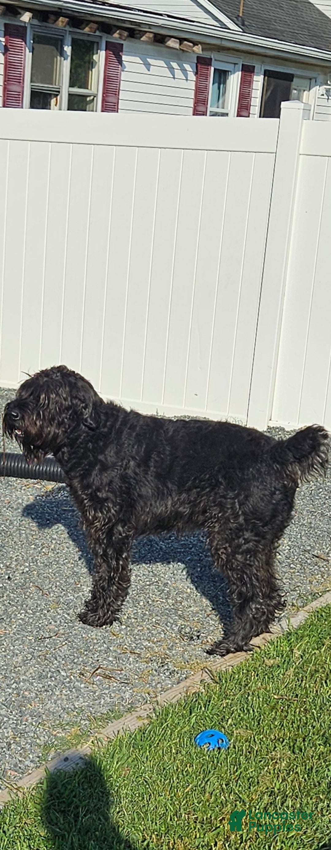 Giant Schnauzer dogs for sale: Giant Schnauzer Puppy 3 - Ad 10