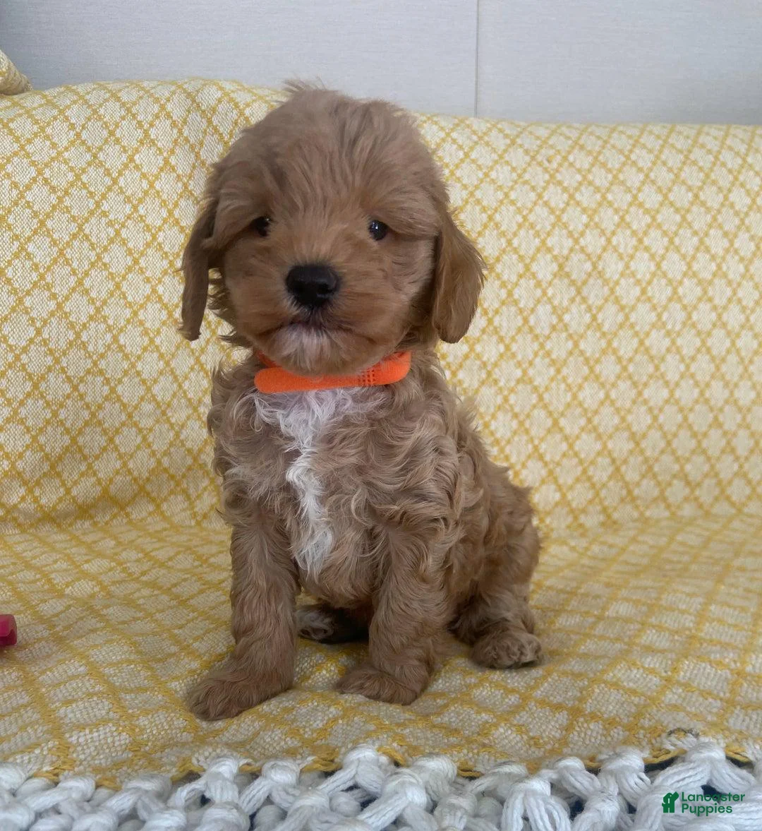 Maltipoo dogs for sale: Mike - Ad 14