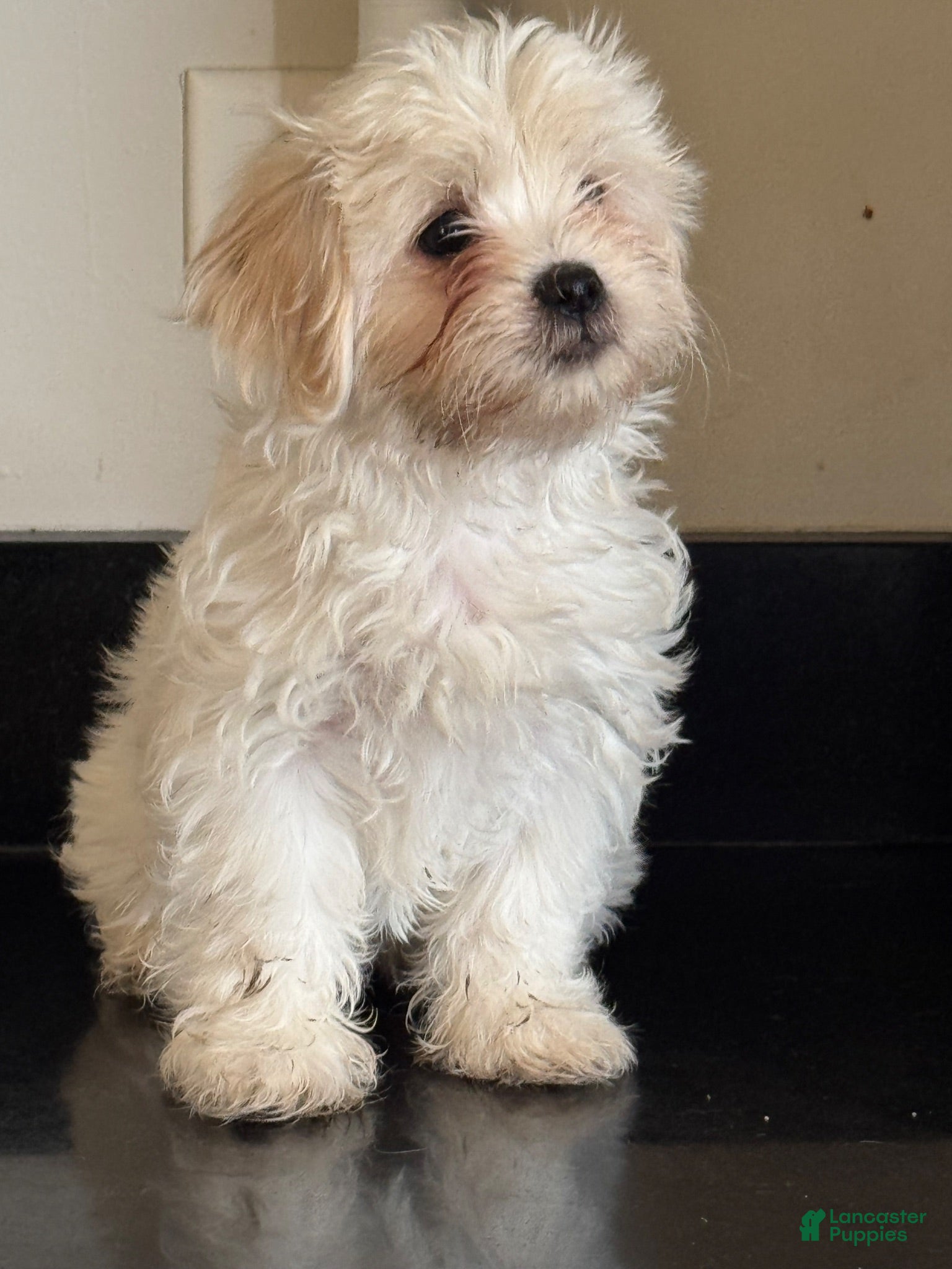 Mixed Breed dogs Delilah  - Ad 2