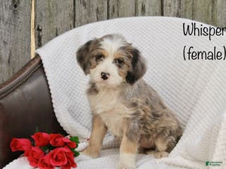 Bernedoodle dogs Whisper - Ad 13