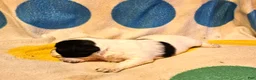 Chihuahua dogs for sale: Emma - Ad 14