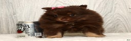 Pomeranian dogs for sale: Whitney - Ad 3