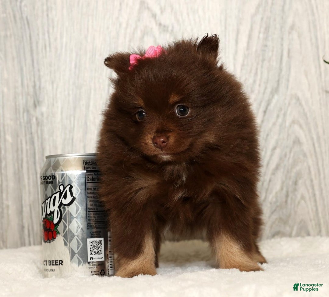 Pomeranian dogs for sale: Whitney - Ad 3