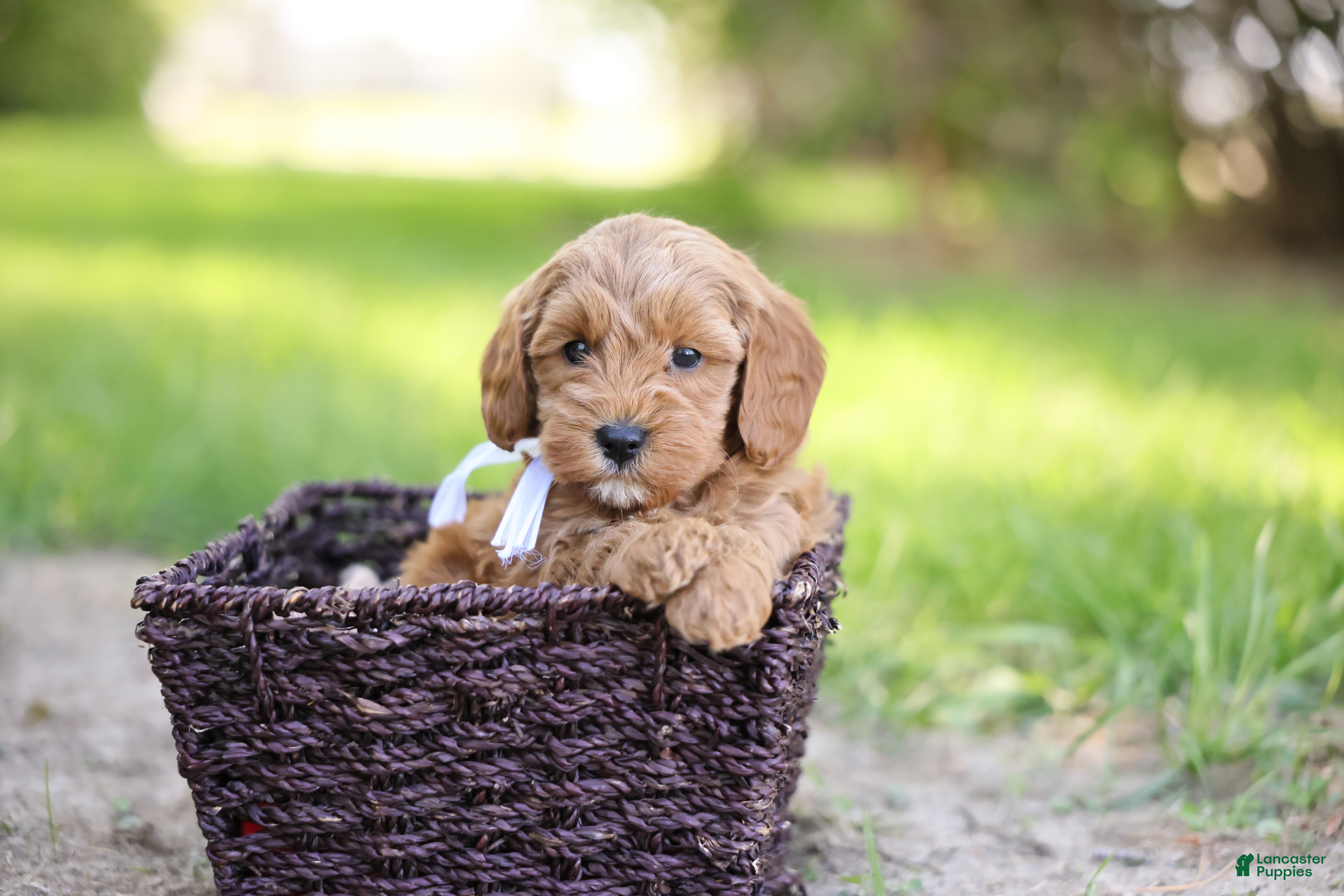 Goldendoodle dogs Tucker - Ad 1