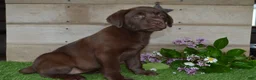 Labrador Retriever dogs for sale: Ann - Ad 10