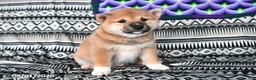 Shiba Inu dogs for sale: Sailor - Ad 2