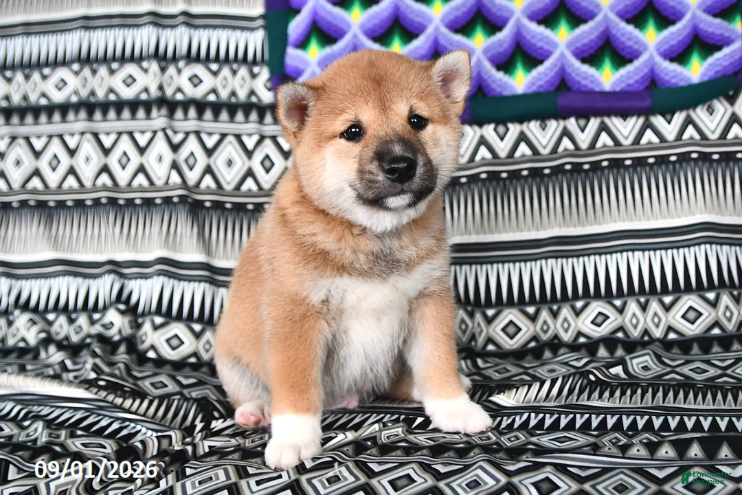 Shiba Inu dogs for sale: Sailor - Ad 2