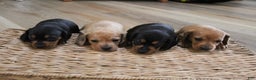 Miniature Dachshund dogs for sale: Cooper - Ad 6