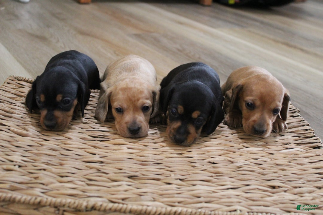 Miniature Dachshund dogs for sale: Cooper - Ad 6