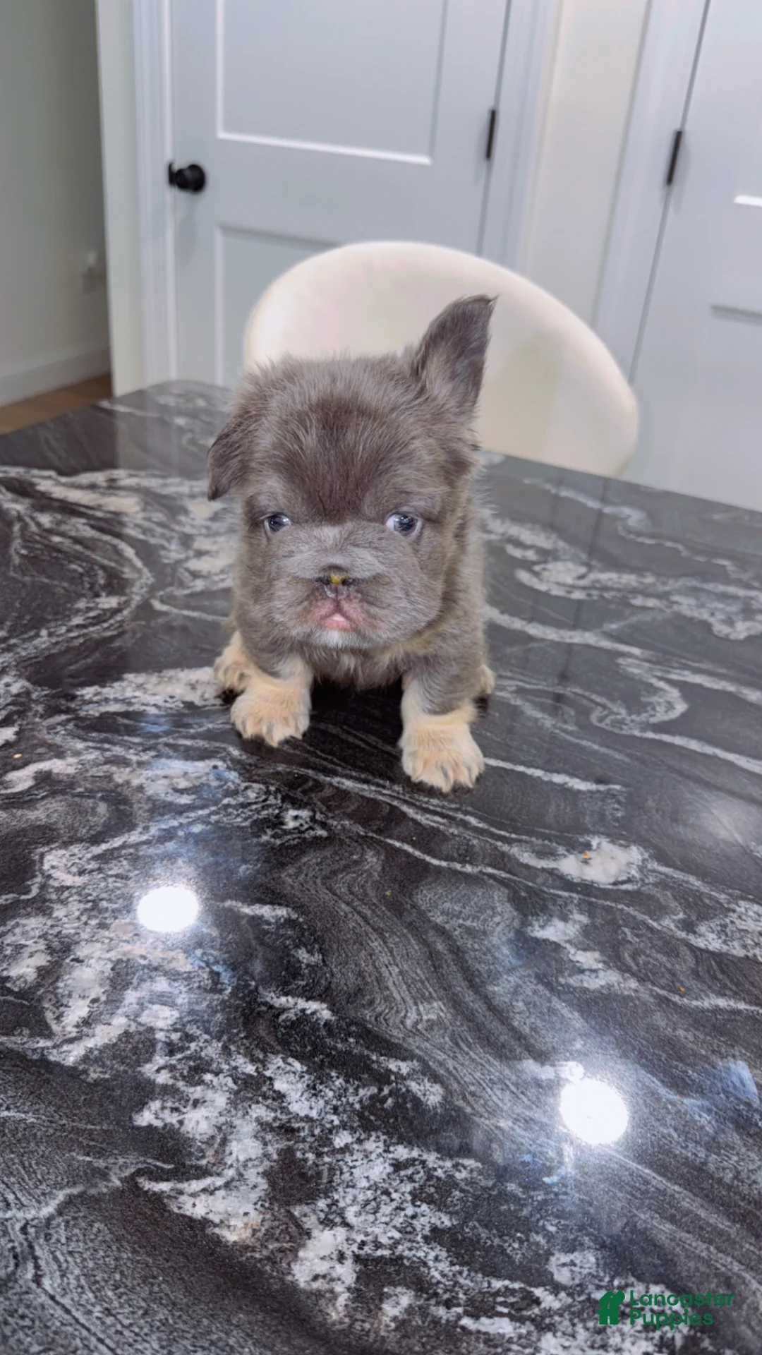 French Bulldog dogs for sale: Blueberry  - Ad 2