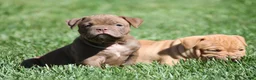 Olde English Bulldogge dogs for sale: Bluegates REGGIE - Ad 3