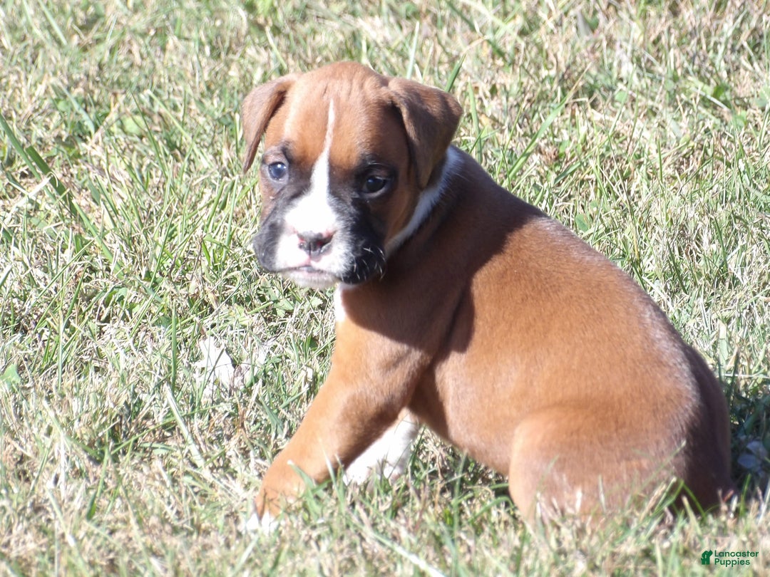 Boxer dogs for sale: Lolly - Ad 2