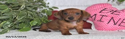 Miniature Dachshund dogs for sale: Howie - Ad 1