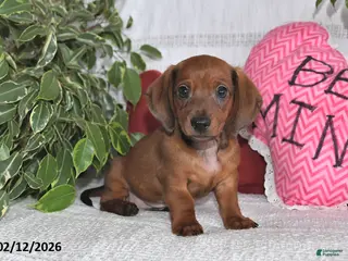 Miniature Dachshund dogs Howie - Ad 28