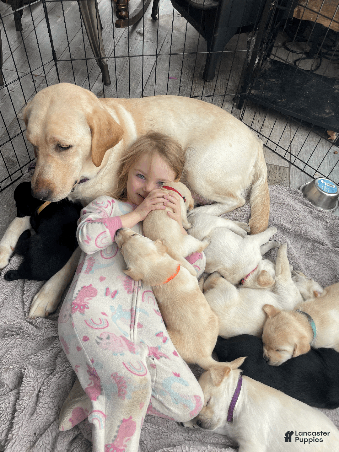 Labrador Retriever dogs for sale: Algonquin-red collar - Ad 25