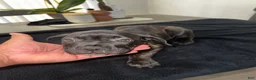 Mixed Breed dogs for sale: Brindle 5 - Ad 5