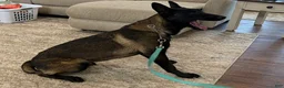 Belgian Malinois dogs for sale: Belgian Malinois Puppy 2 - Ad 2