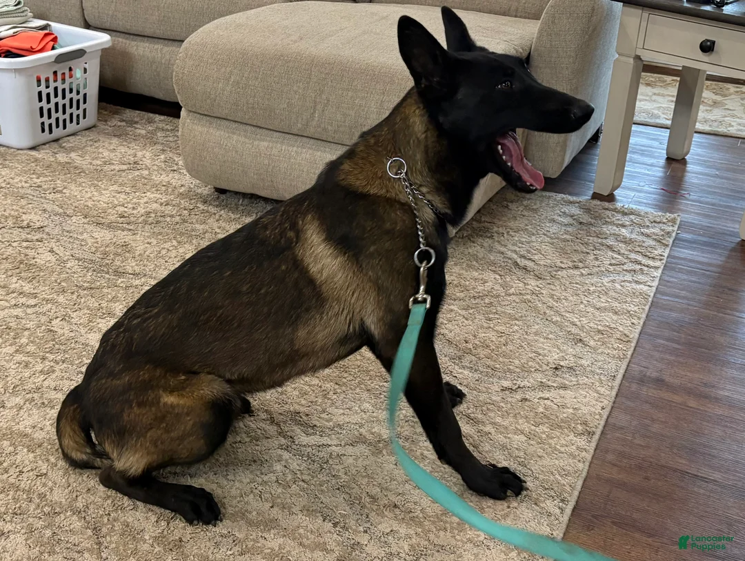 Belgian Malinois dogs for sale: Belgian Malinois Puppy 2 - Ad 2