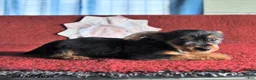 Yorkshire Terrier dogs for sale: Trixie - Ad 6