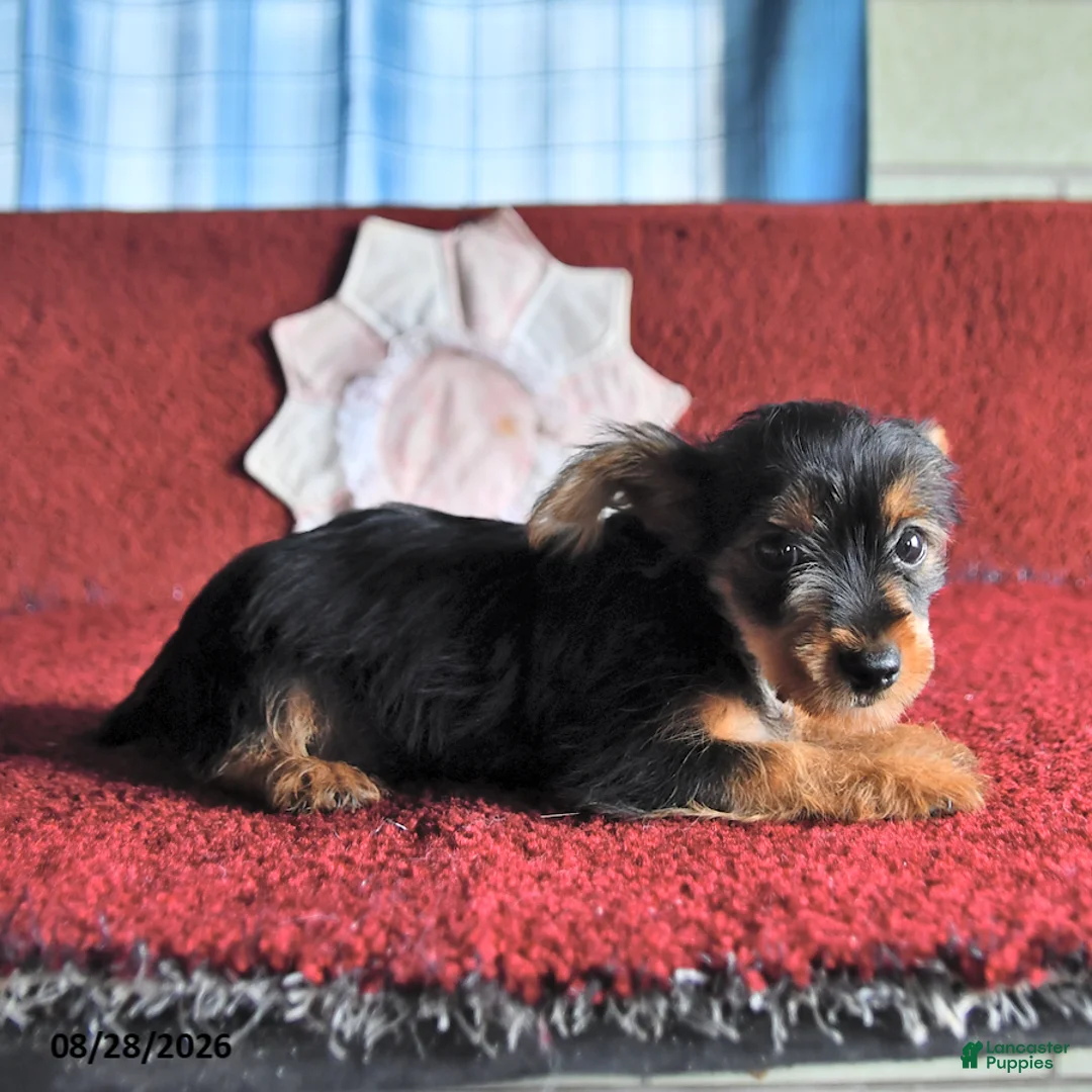 Yorkshire Terrier dogs for sale: Trixie - Ad 6