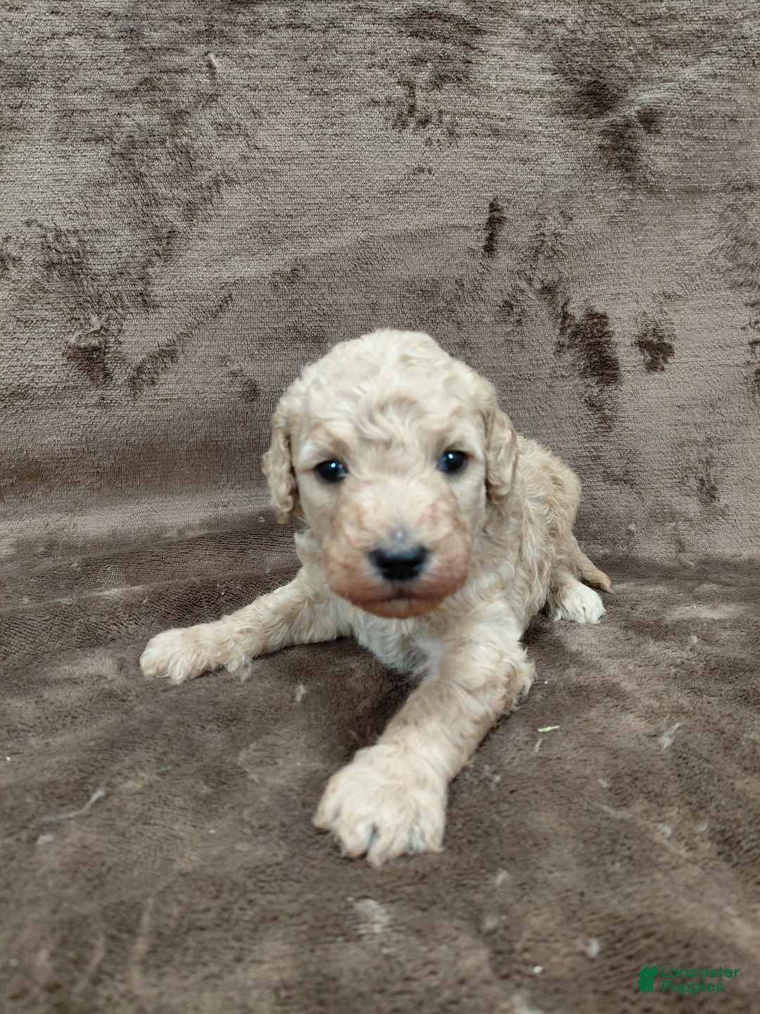 Goldendoodle dogs for sale: Fiona Standard  - Ad 5