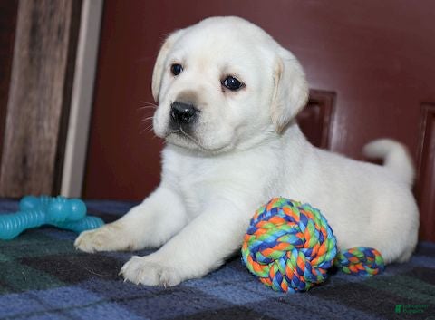 Labrador Retriever dogs Ginger - Champ line - Ad 2