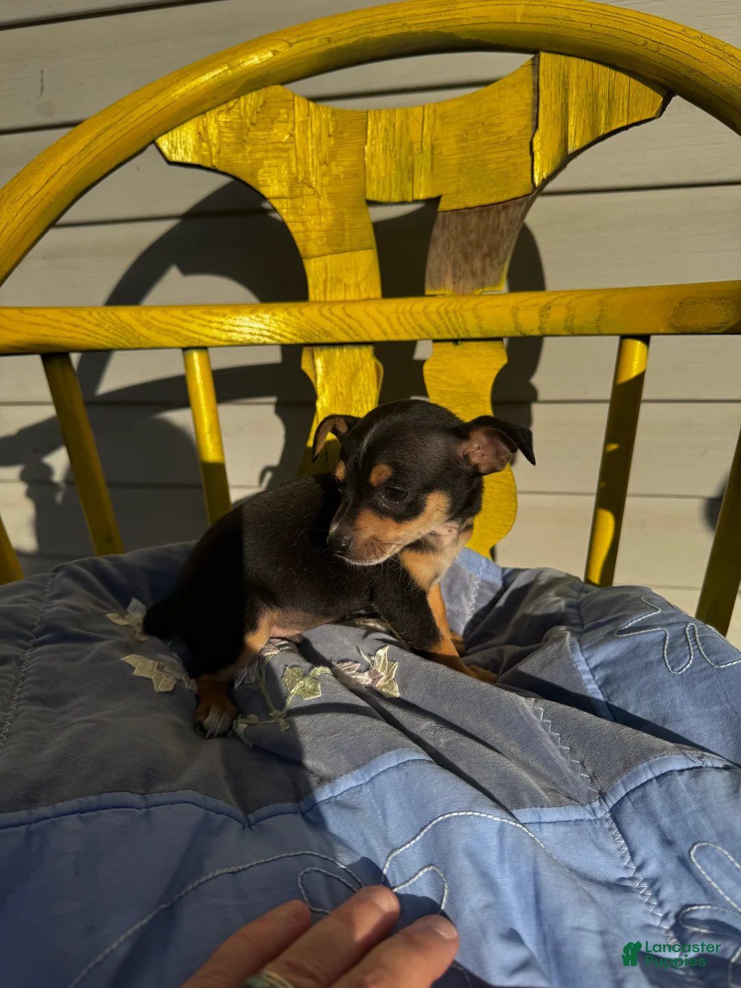 Chihuahua dogs for sale: Colton - Ad 2