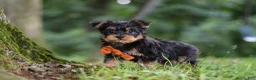 Yochon dogs for sale: Teddy - Ad 4
