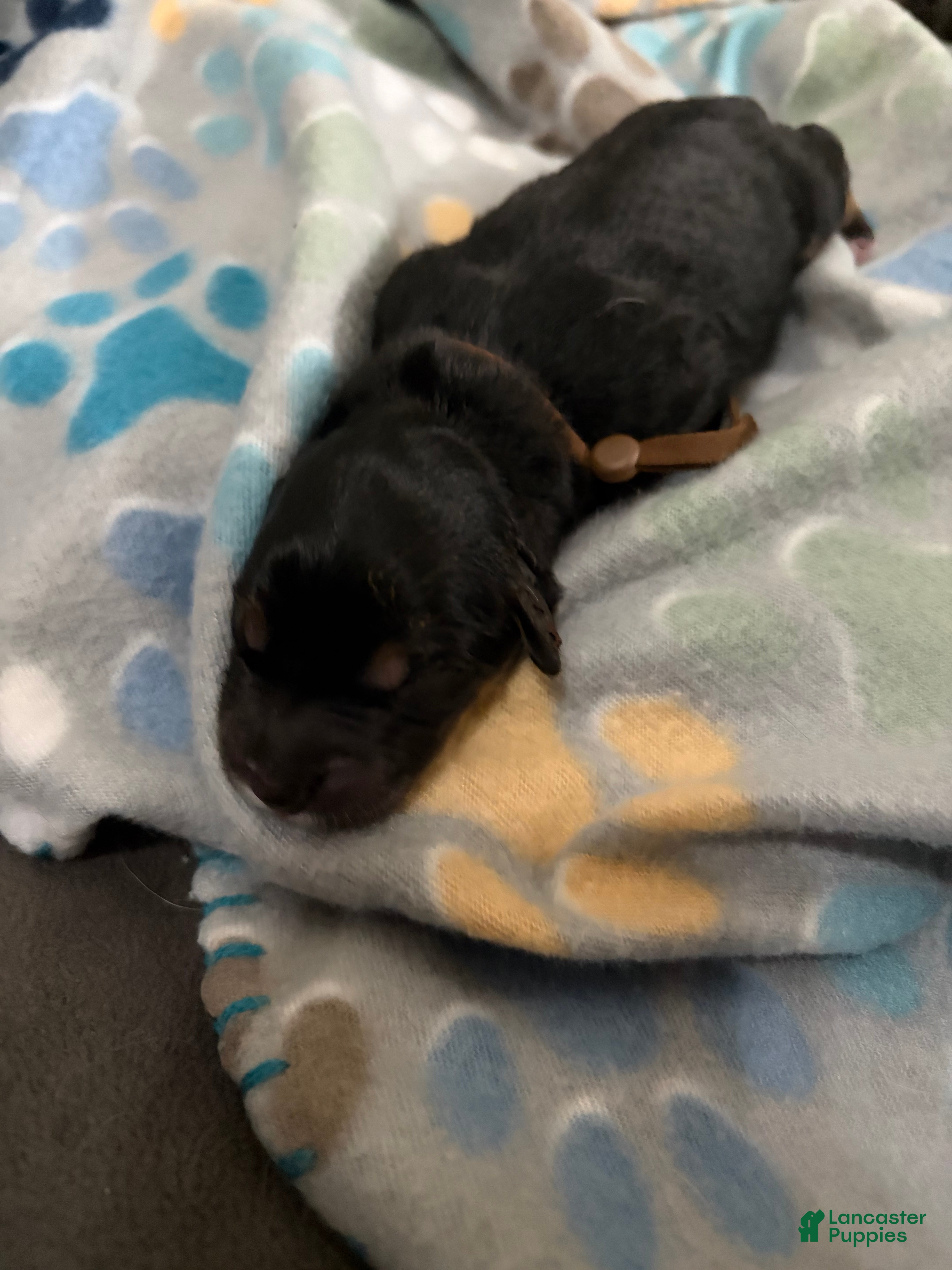 Mixed Breed dogs for sale: Mixed Breed Puppy 1 - Ad 2