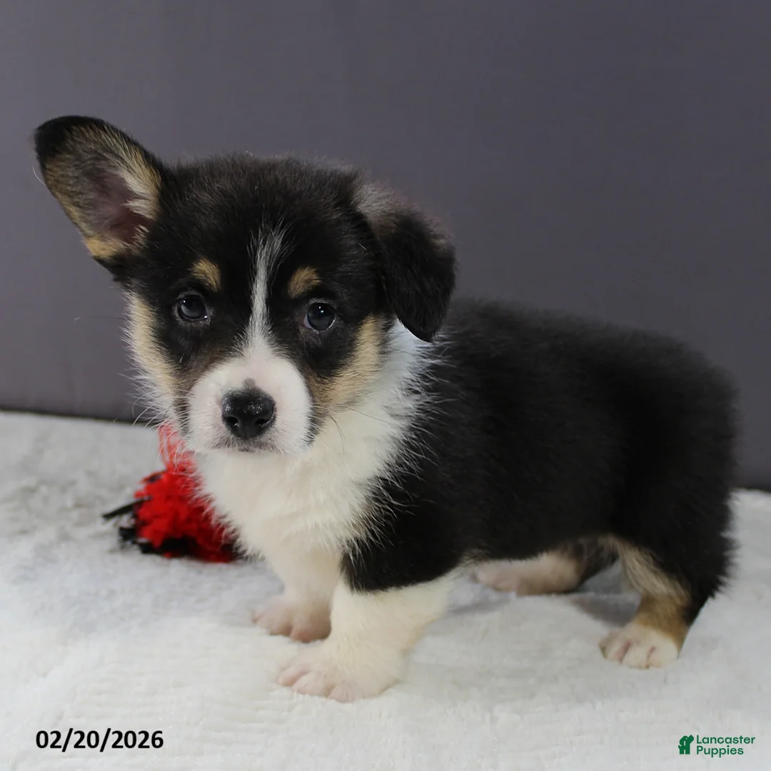 Welsh Corgi Pembroke dogs for sale: Bella   - Ad 3