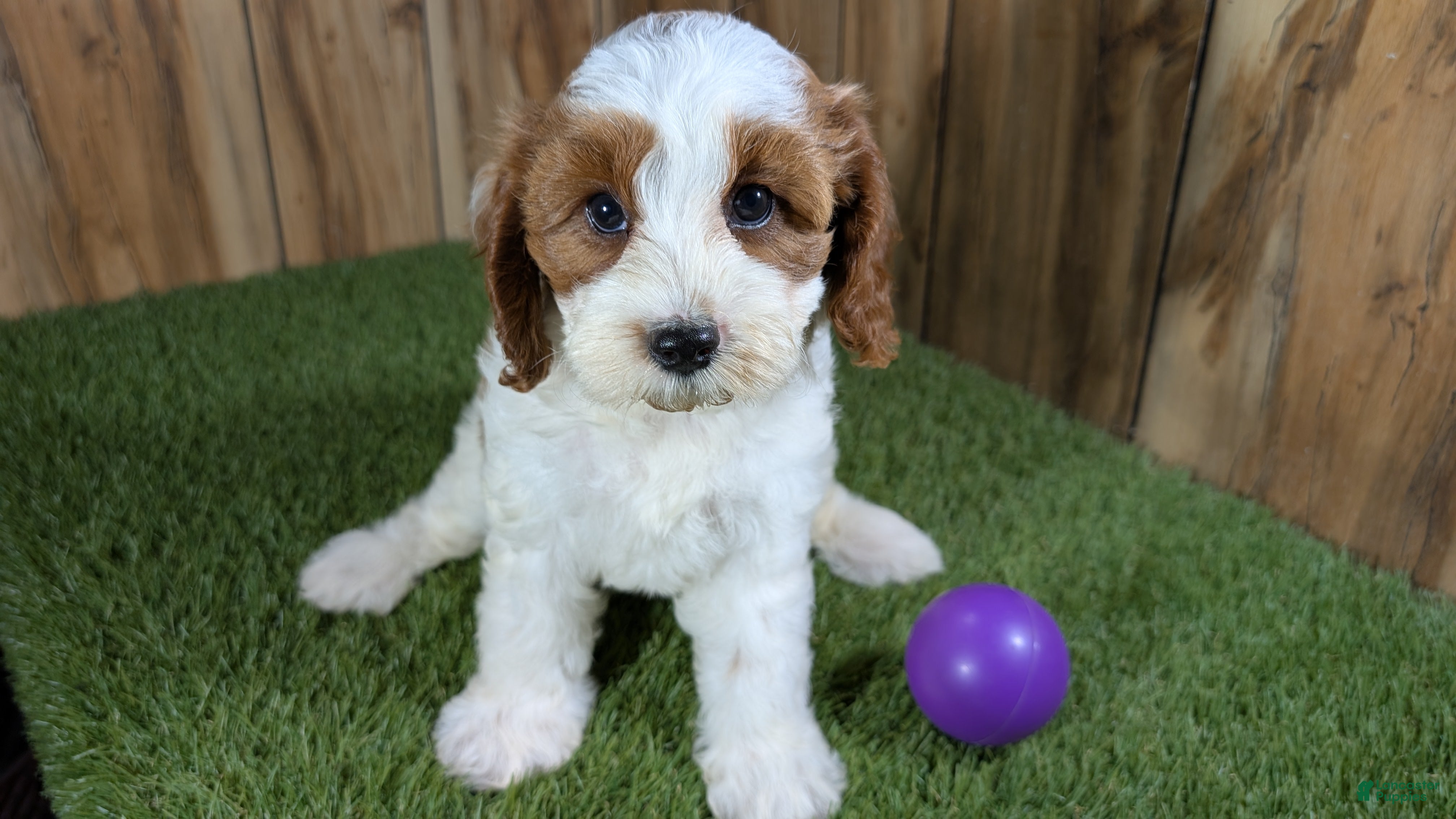 Cavapoo dogs LaRaes Girl - Ad 2