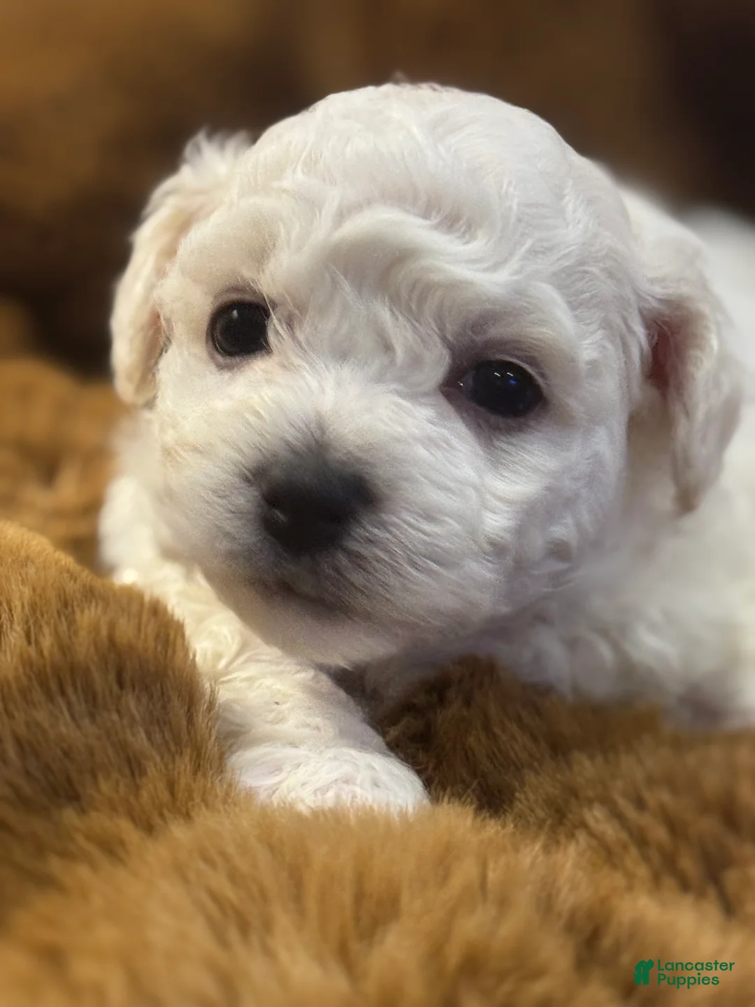 Bichon Frise dogs for sale: Bichon Frise Puppy 2 - Ad 1