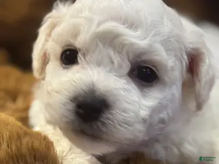 Bichon Frise dogs Bichon Frise Puppy 2 - Ad 1