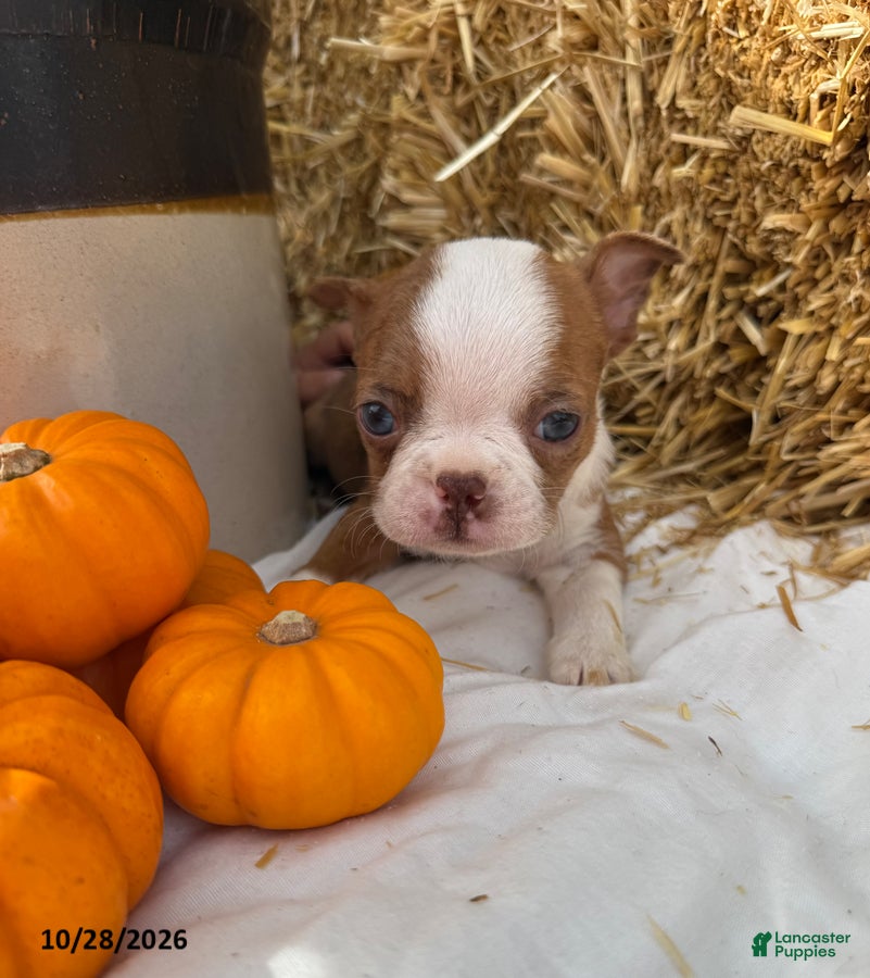 Boston Terrier dogs for sale: Winston - Ad 2