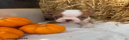 Boston Terrier dogs for sale: Winston - Ad 2