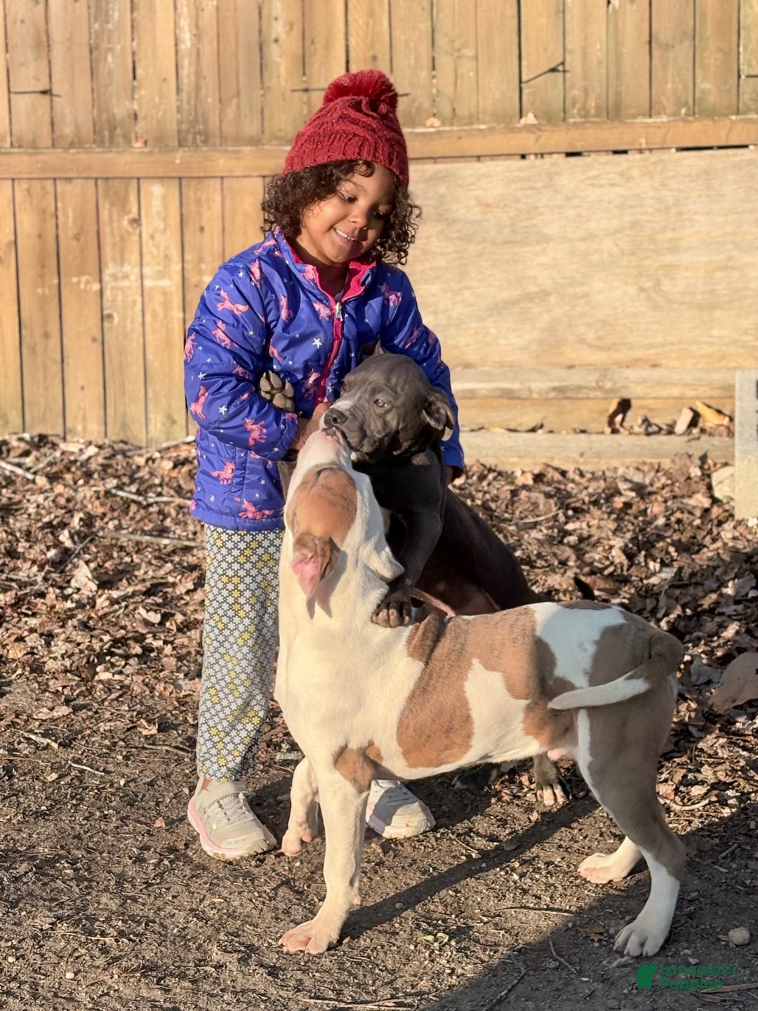 American Bully dogs for sale: Rambo - Ad 2