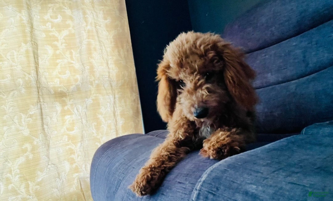 Mini Goldendoodle dogs for sale: Rosie - Ad 5