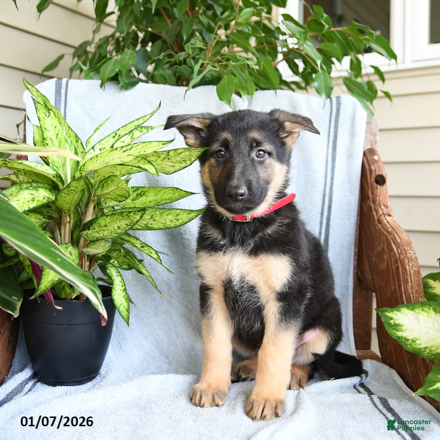 German Shepherd dogs Nina - Ad 2