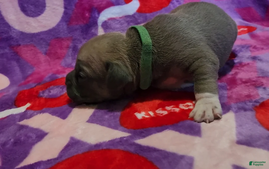 American Bully dogs for sale: Bear - Ad 2