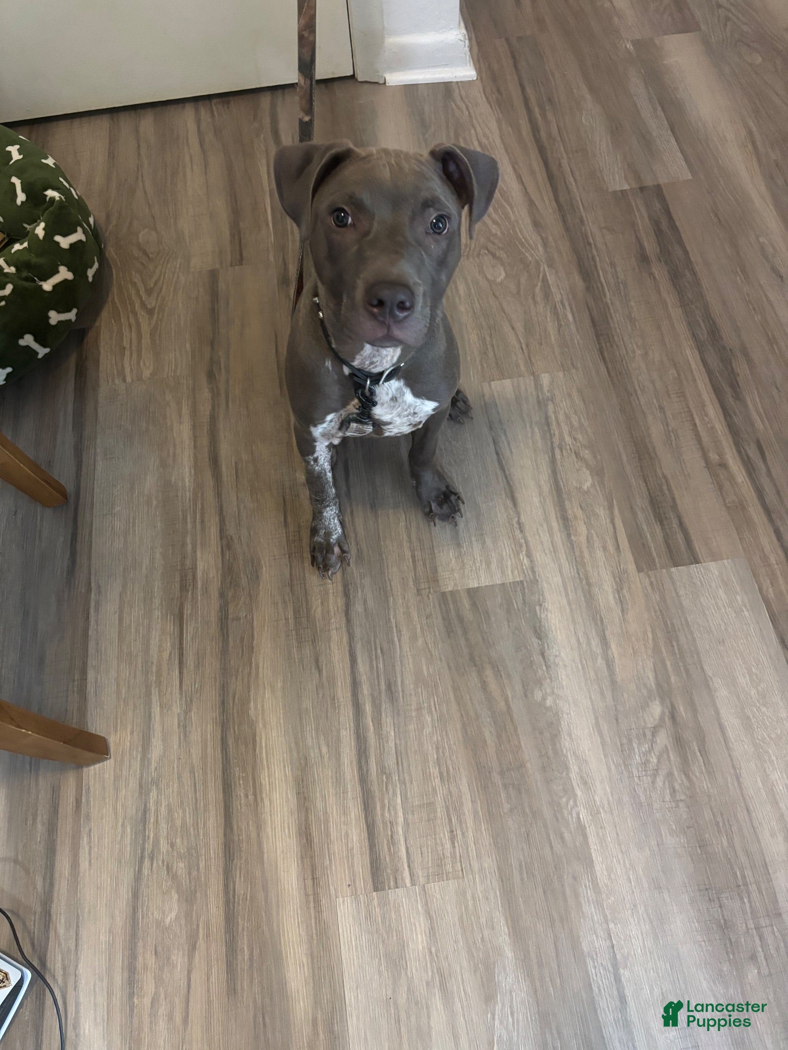 American Pit Bull Terrier dogs American Pit Bull Terrier 1 - Ad 27