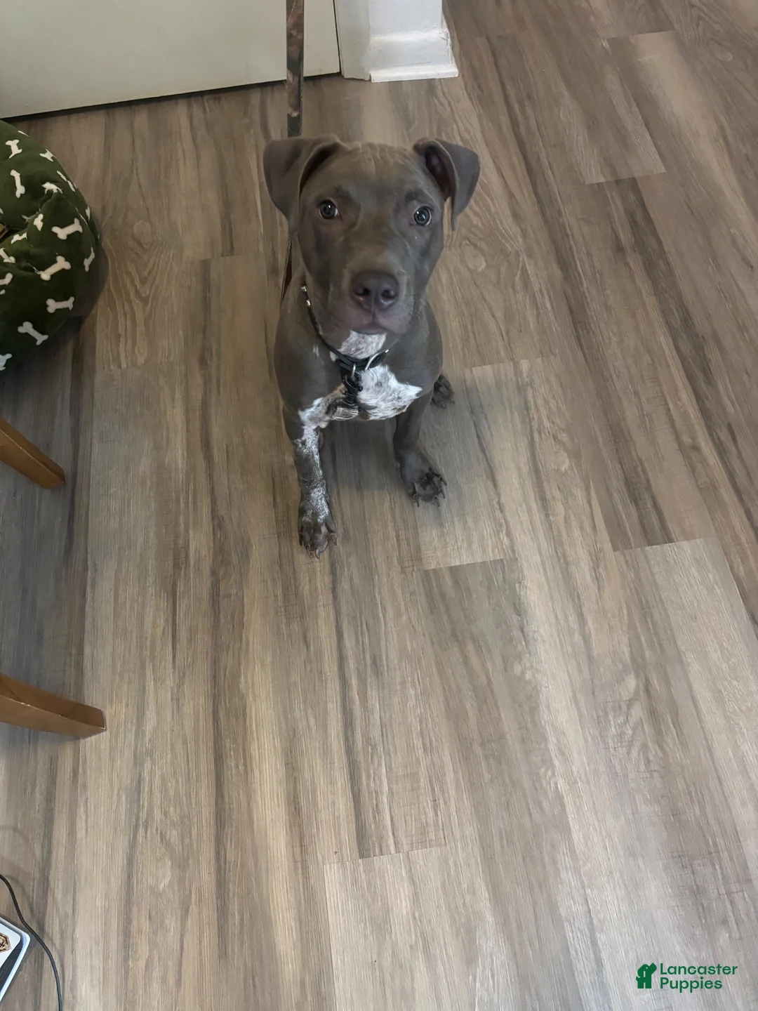 American Pit Bull Terrier dogs for sale: American Pit Bull Terrier 1 - Ad 1