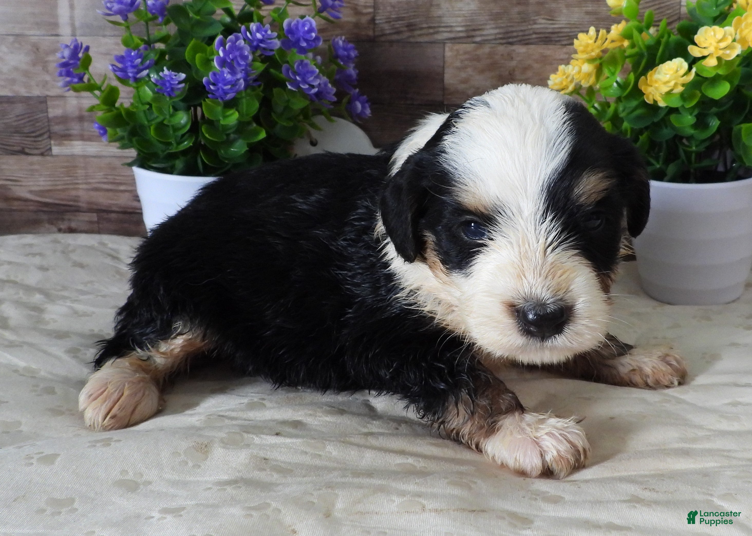 Mini Bernedoodle dogs #2 Female (Splash's) - Ad 35