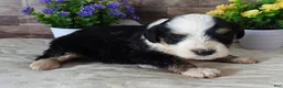 Mini Bernedoodle dogs for sale: #2 Female (Splash's) - Ad 1