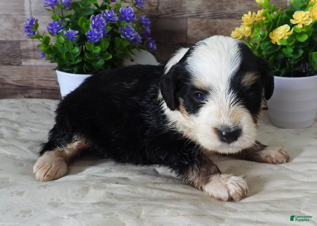 Mini Bernedoodle dogs for sale: #2 Female (Splash's) - Ad 1