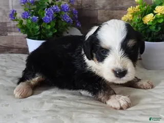 Mini Bernedoodle dogs #2 Female (Splash's) - Ad 31