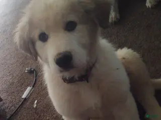 Mixed Breed dogs Buddy Boy - Ad 37