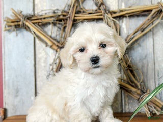 Maltipoo dogs Peace - Ad 26