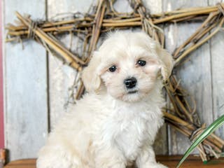 Maltipoo dogs Peace - Ad 14